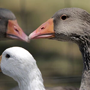 Geese are pictured during the first Hungarian foie gras festival