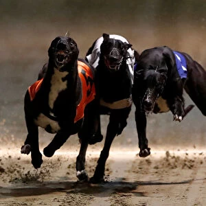 Greyhounds compete during a race at Wimbledon Stadium in London
