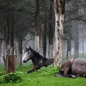 Horses are seen inside a forest near the ruins of the Greek and Roman city in Shahhat