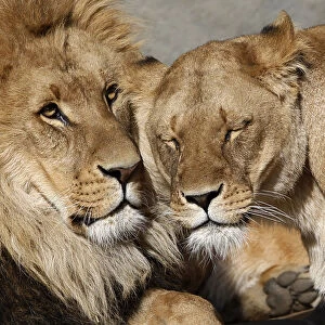 Lions cuddle in their enclosure at the at Hagenbeck Zoo in Hamburg