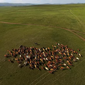 A shepherd herds cows in the steppe area near Tus lake in the Republic of Khakassia