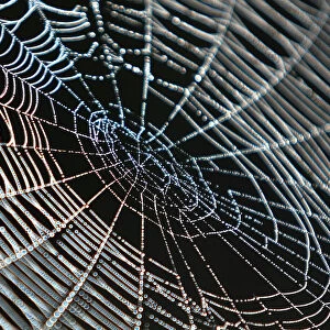 A spider-web in the Kosovo village of Acareva