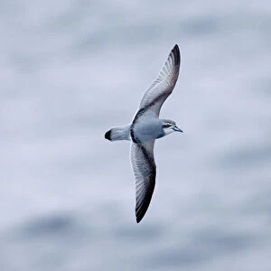 Petrels Related Images