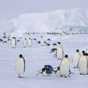 Emperor Penguins Print - Snow Hill Island Antarctica