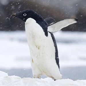 Adelie Penguin in a blizzard, Antarctica