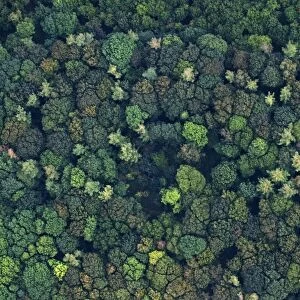Aerial view of a mixed broadleaved wood in autumn Norfolk