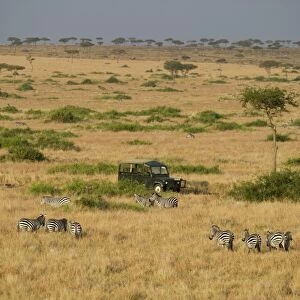Aerial view of Plains Zebra Equus quagga and Safari vehicle Masai Mara Kenya