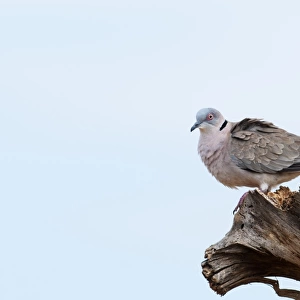 African Mourning Dove Streptopelia decipiens Kenya East Africa