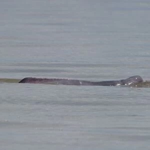 Amazon River Dolphin Inia geoffrensis River Amazon Iquitos Peru