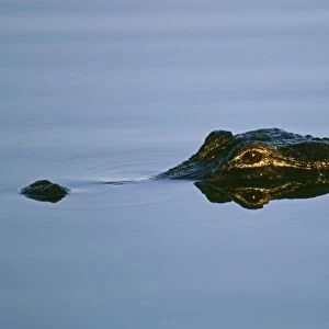 American Alligator, Florida Everglades, USA
