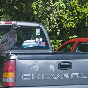 American Black Vulture Coragyps atratus in car park at Anhinga Trail Florida
