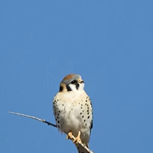 American Kestrel Falco sparverius male Bosque del Apache New Mexico USA January