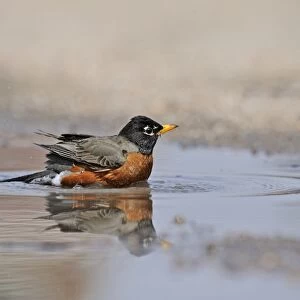 American Robin or North American Robin (Turdus migratorius) male bathing in puddle