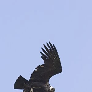 Andean Condor Vultur gryphus Patagonian Chile November