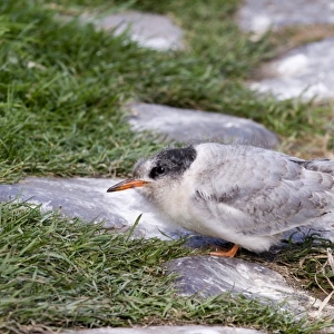 Arctic Tern juvenile about to fledge Farne Islands UK June