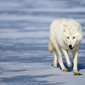 Arctic (White) Wolf native to Ellesmere Island / Greenland January