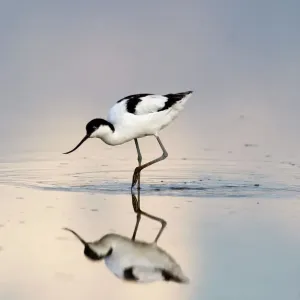 : Featured Collection