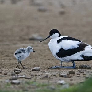 Avocet Recurvirostra avosetta brooding chick with another joining North Norfolk May
