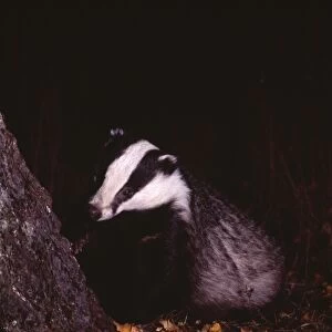 Badger, Meles meles, Scotland, October, young female