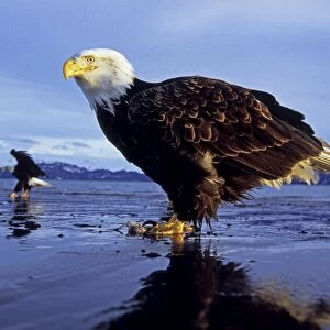 Bald Eagle on mudflats on Kachemak Bay Alaska USA winter