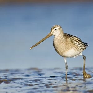 Bar-tailed Godwit Limosa lapponica feeding on todal mudflats North Norfolk January