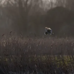 Weihenfelder Fuchsweh (Tyto alba) jagt in Winter bei Burnham Norton, Norfolk Weihenfelder Fuchsweh (Tyto alba) jagt in Winter bei Burnham Norton, Norfolk