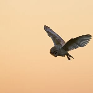 Barn Owl Tyto alba hunting at dusk North Norfolk summer