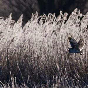Barn Owl Tyto alba hunting over frosty meadow Norfolk January