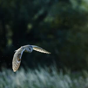 Barn Owl Tyto alba hunting over grazing marshes on a summers evening Cley North Norfolk
