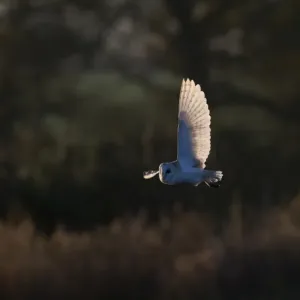 Weißwedelfügler (Tyto alba) jagt in Nordnorfolk im Dezember Weißwedelfügler (Tyto alba) jagt in Nordnorfolk im Dezember