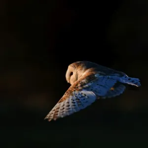 Barn Owl Print - North Norfolk January Scene