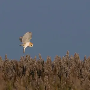 Weihenfeldern jagt der Große Eulen (Tyto alba) über die Röhrichtfläche in Cley, Norfolk im Winter Weihenfeldern jagt der Große Eulen (Tyto alba) über die Röhrichtfläche in Cley, Norfolk im Winter