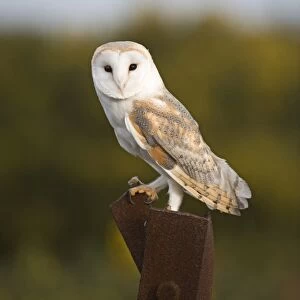 Barn Owl Tyto alba on old gun emplacement on Salthouse Heath Norfolk