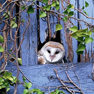 Barn Owl, Tyto alba, peering from nest site in derelict barn, UK, summer