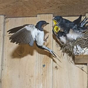 Barn Swallow Hirundo rustica feeding young in nest Cley Norfolk September