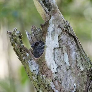 Barred Owlet-Nightjar Aegotheles bennettii poking head out of roost tree Varirata