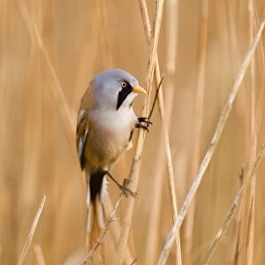 Bearded Tit Panurus biarmicus male in reedbed Titchwell RSPB Reserve Norfolk April
