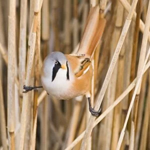 Bearded Tit Panurus biarmicus male in reedbed Titchwell RSPB Reserve Norfolk April