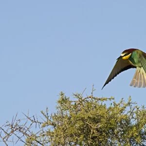 Bee-eater Merops apiaster Spanish Steppes Spain May