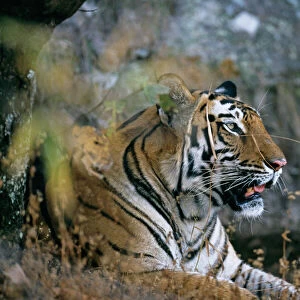 Bengal Tiger, Panthera tigris, female, Bandavgarh National Park, India