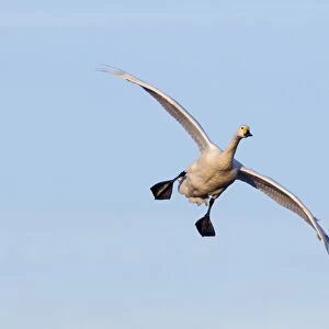 Bewicks Swan Cygnus columbianus coming in to land Slimbridge Glos UK winter