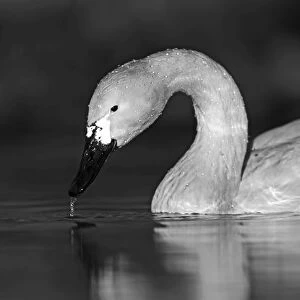 Bewicks Swan Cygnus columbianus Slimbridge Glos winter