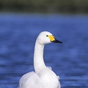 Bewicks Swan Slimbridge Glos winter