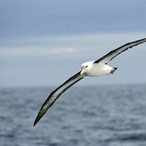 Black-browed Albatross Southern Ocean off Antarctica