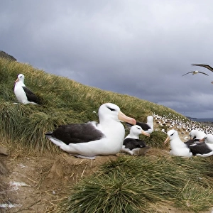 Black-browed Albatross Thalassarche melanophrys Steeple Jason Island Falklands November