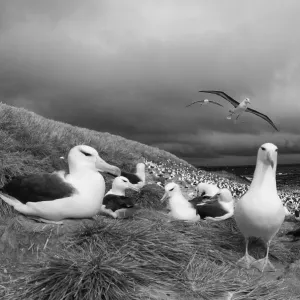 Black-browed Albatross Print