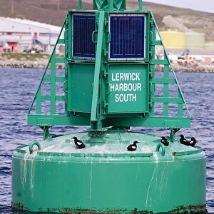 Black Guilemots Cepphus grylle on buoy Lerwick Harbour Shetland Scotland summer