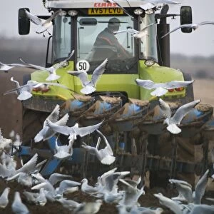 Black-headed Gulls feeding behind a plough North Norfolk January
