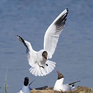 Black-headed Gulls at nest Minsmere Suffolk