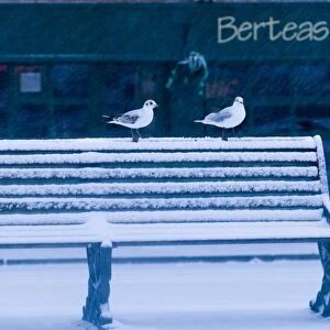 Black-headed Gulls in urban environment in winter UK